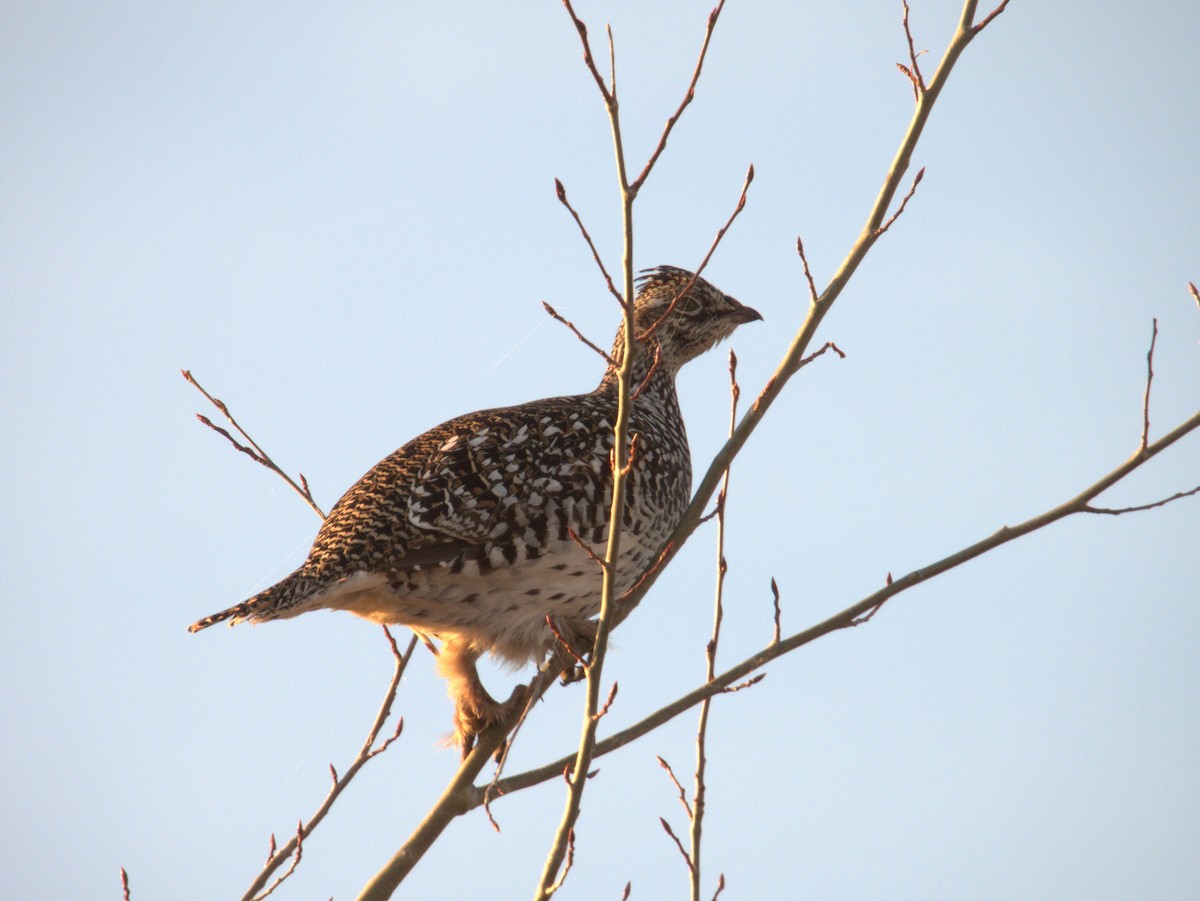 Sharp-tailed Grouse - ML564378211