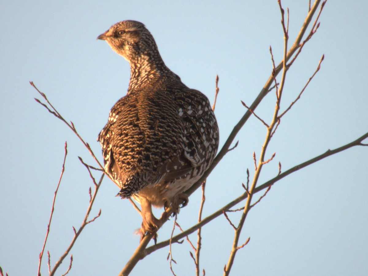 Sharp-tailed Grouse - ML564378221