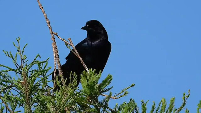 Great-tailed Grackle - ML564378791