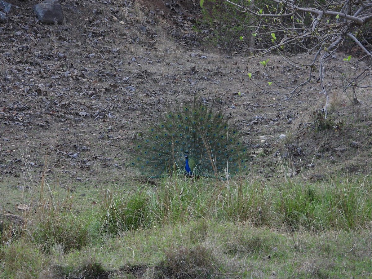 Indian Peafowl - ML564378901