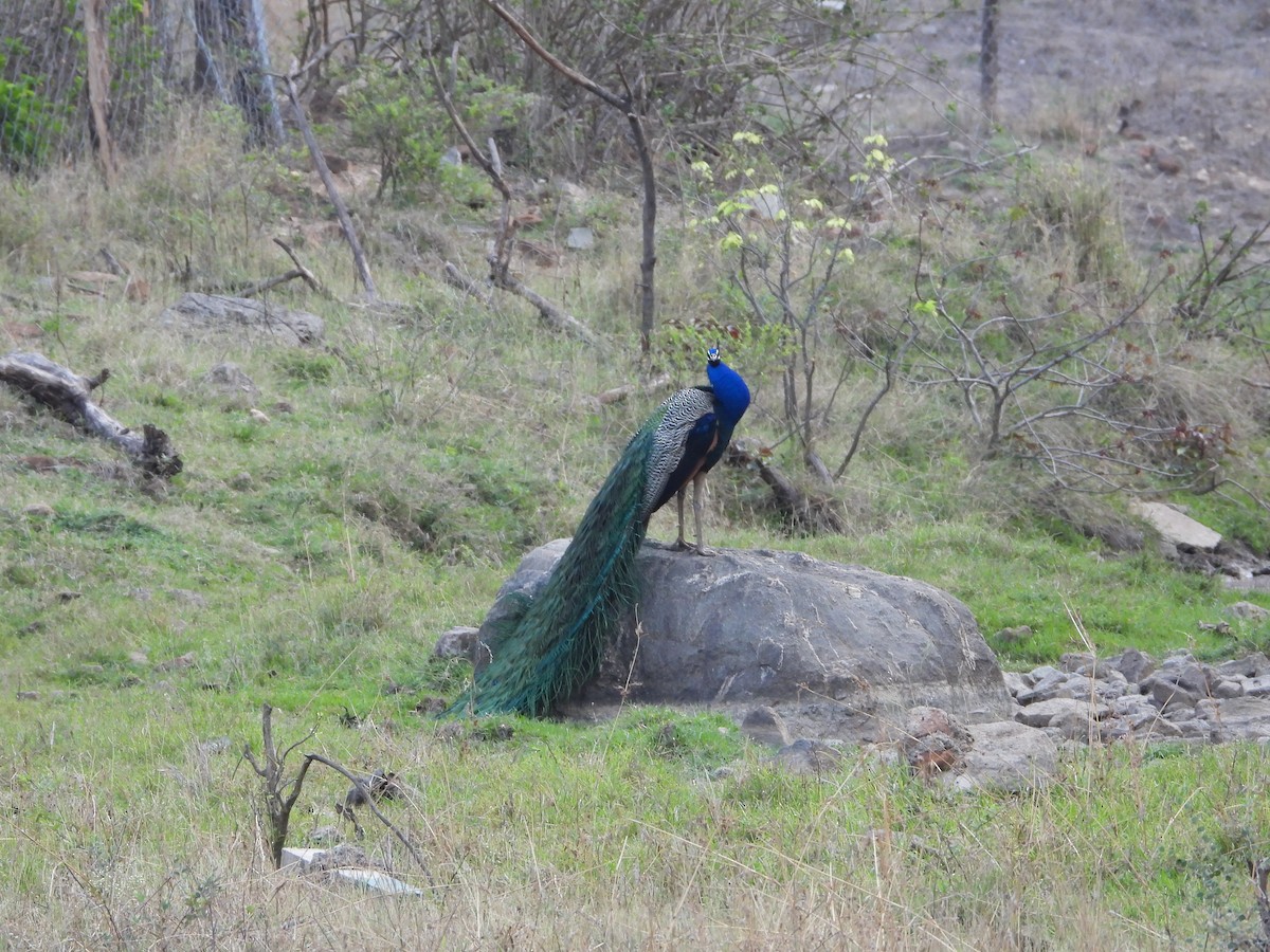 Indian Peafowl - ML564379201