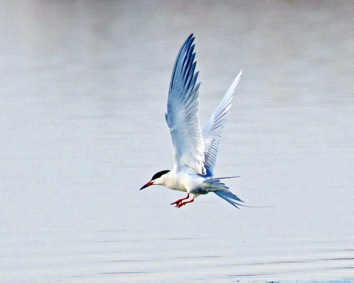 Forster's Tern - ML564379271