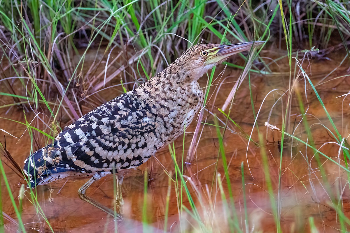 Rufescent Tiger-Heron - ML564380871