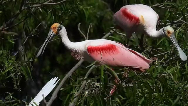 Roseate Spoonbill - ML564380911