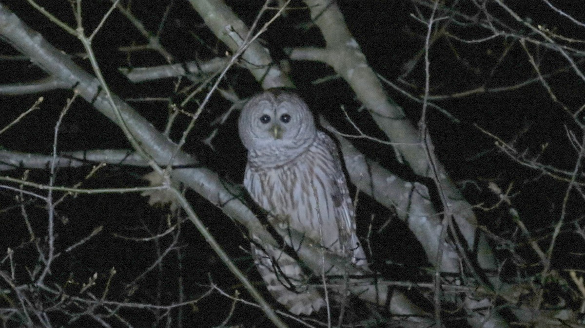 Barred Owl - ML56438211