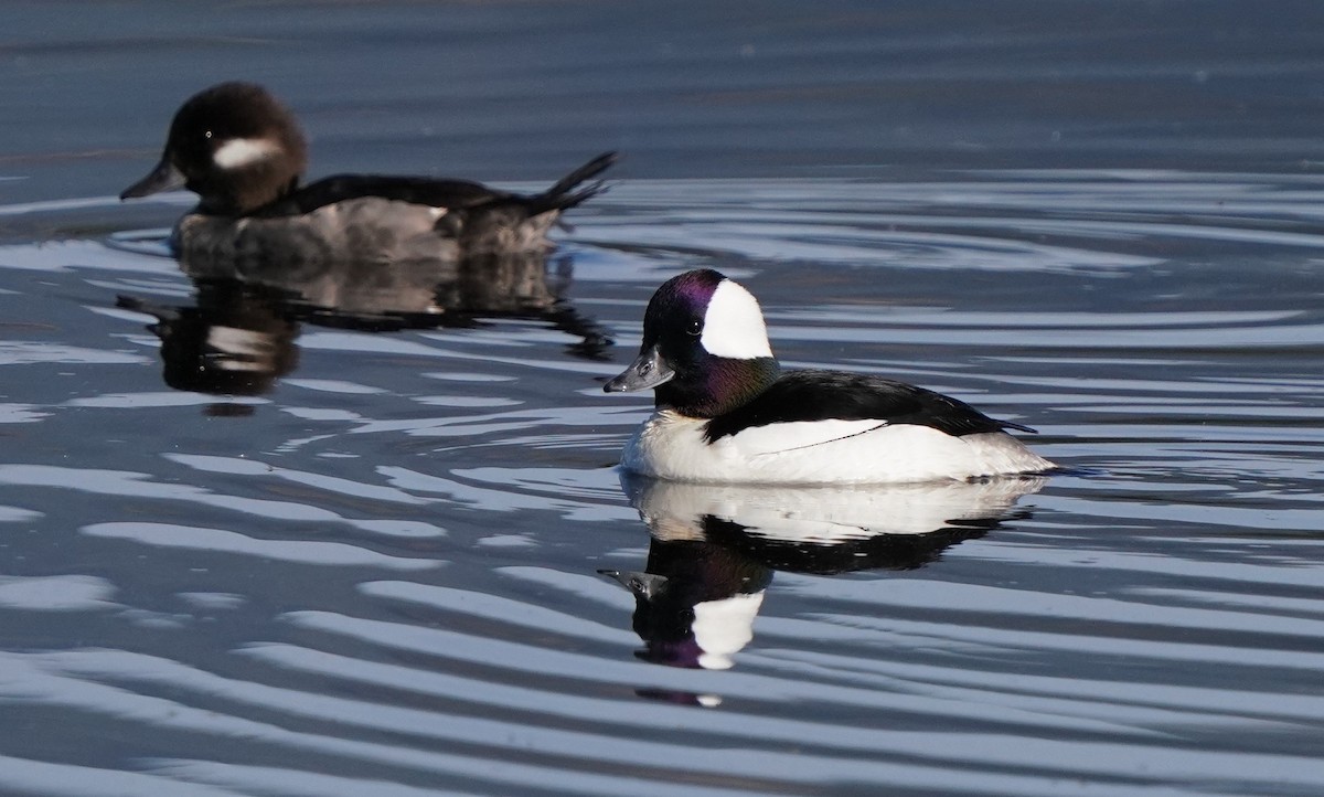 Bufflehead - Richard Block