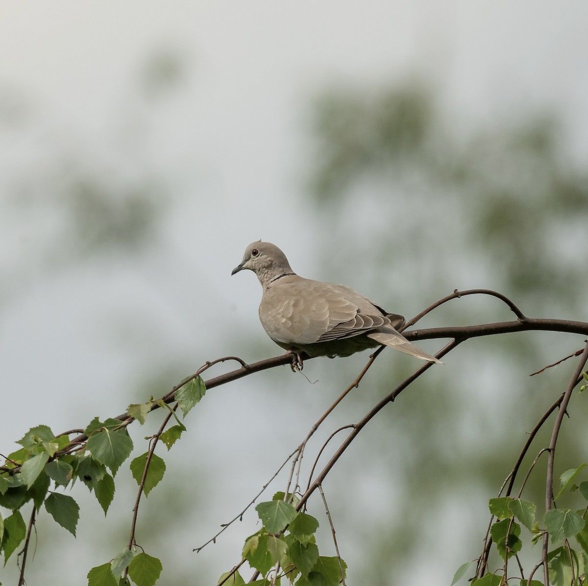 Eurasian Collared-Dove - ML564383621