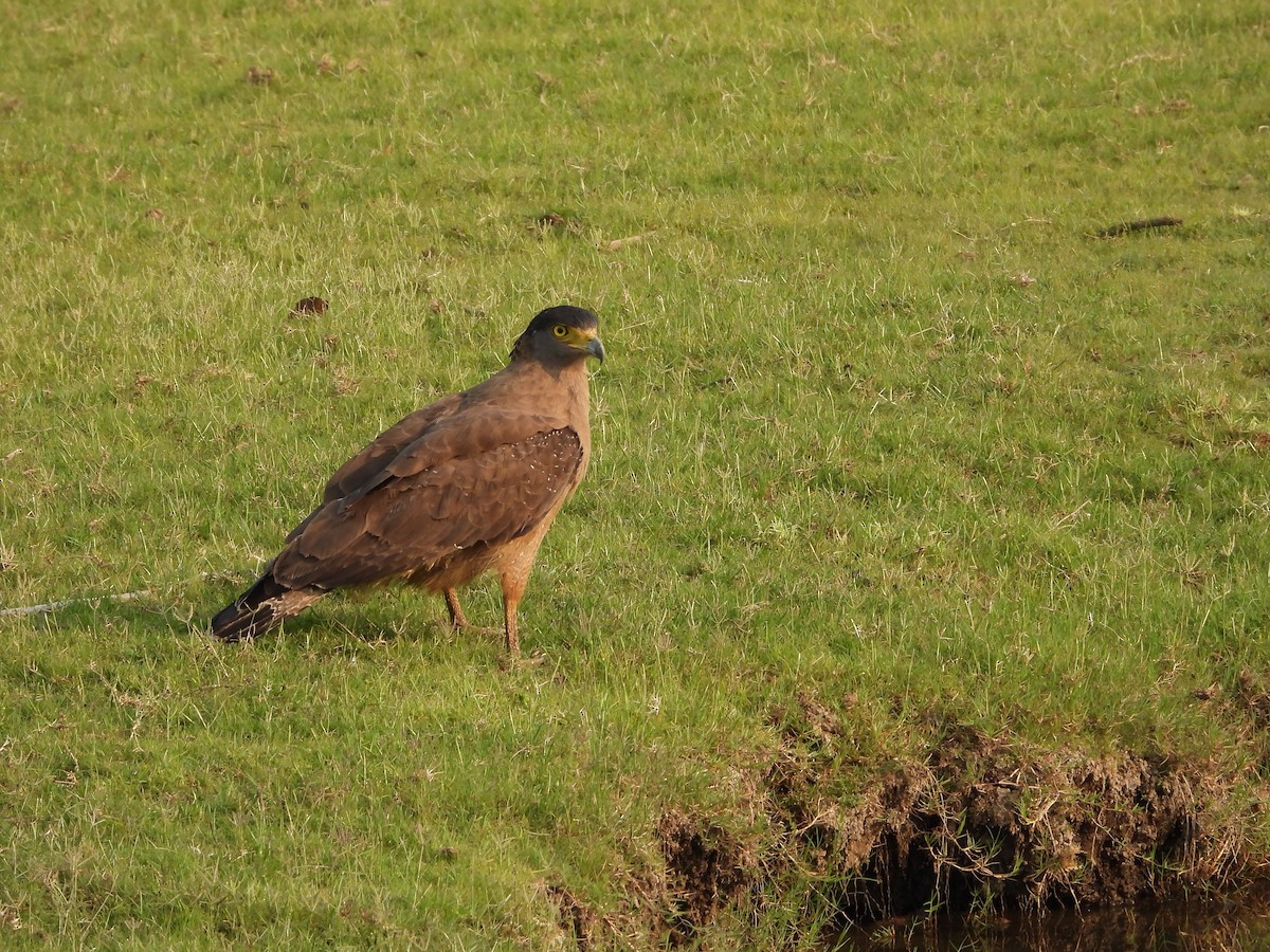 Crested Serpent-Eagle - ML564385461
