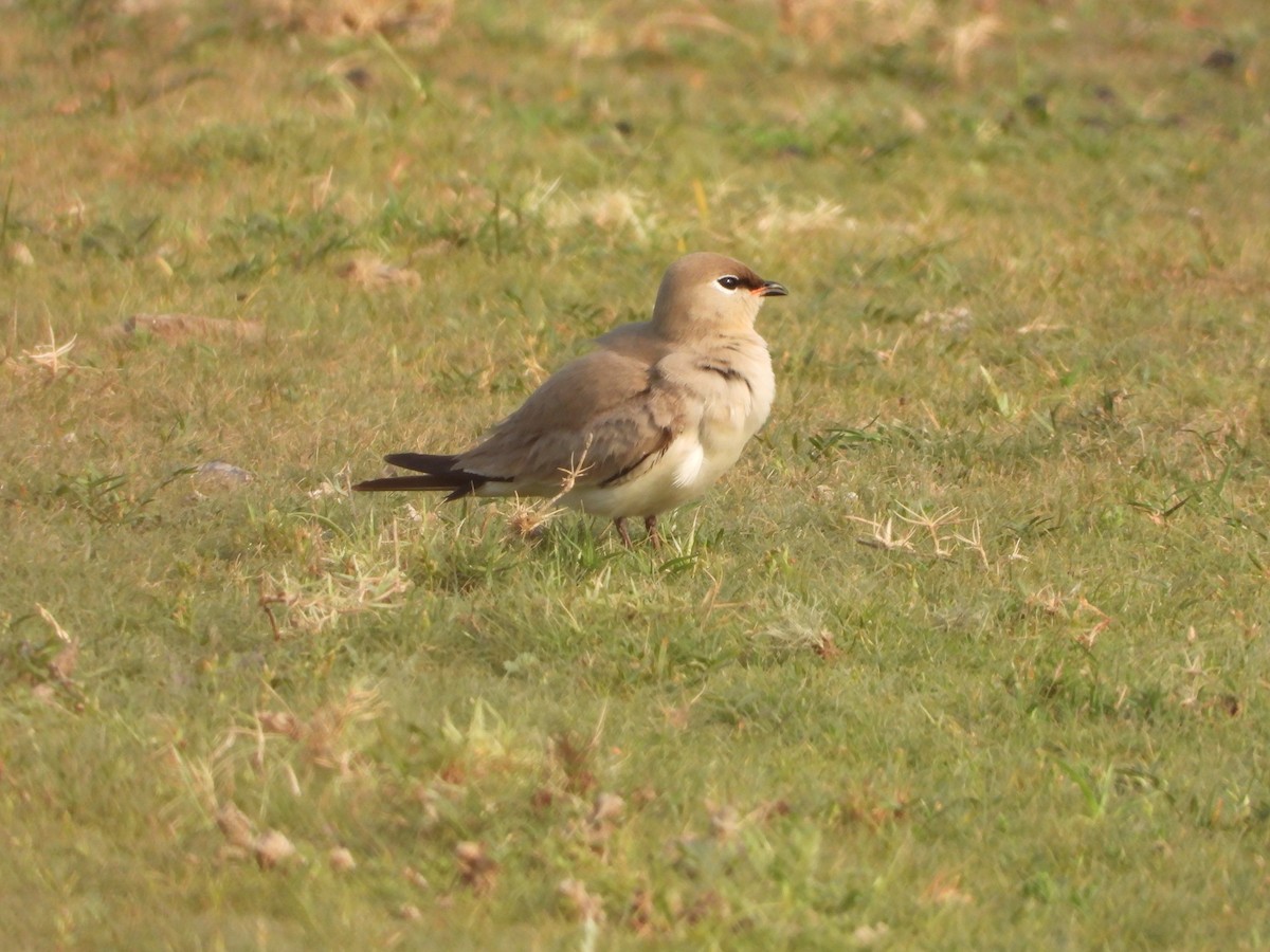 Small Pratincole - ML564386021