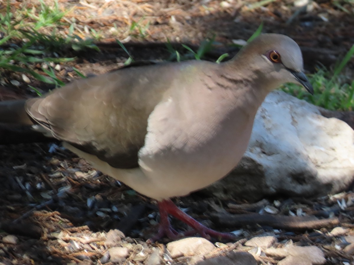 White-tipped Dove - ML564386561