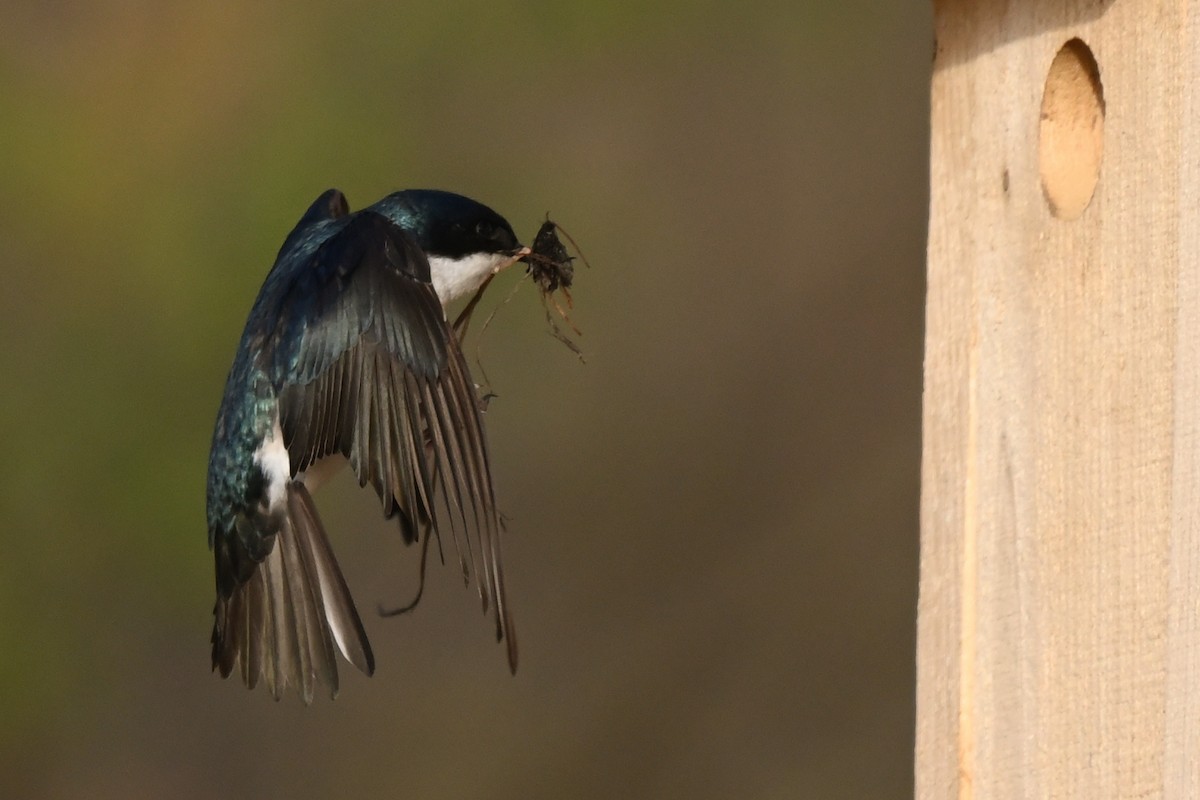 Tree Swallow - ML564386741