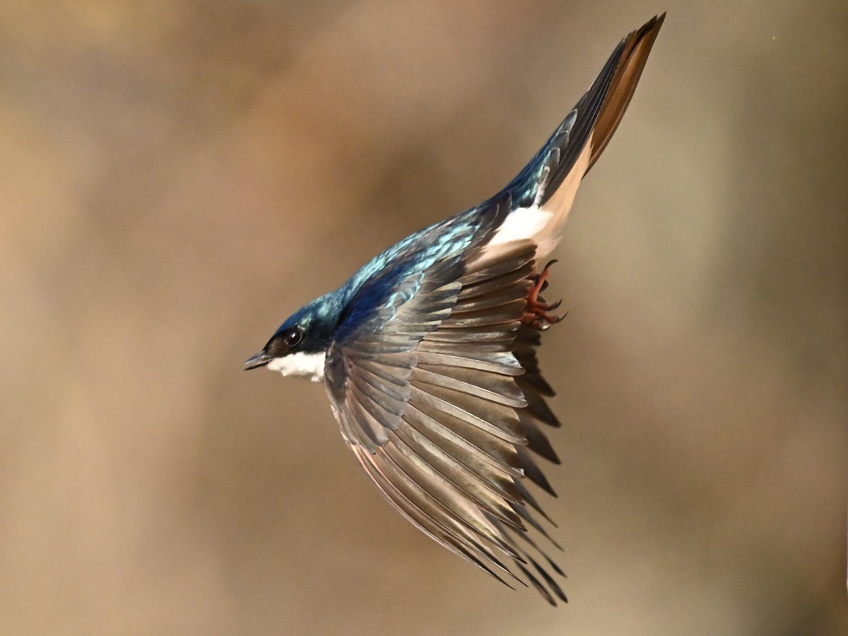 Hirondelle bicolore - ML564386771