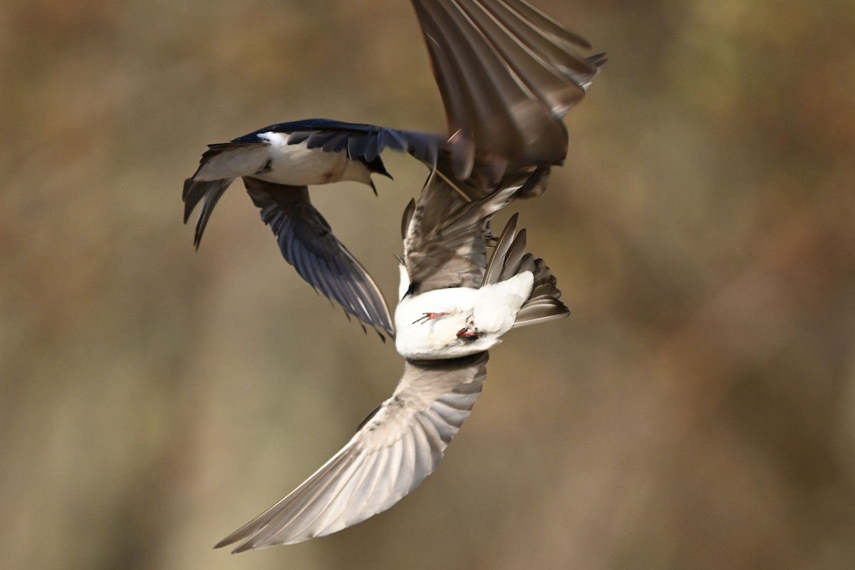 Tree Swallow - James Savickas