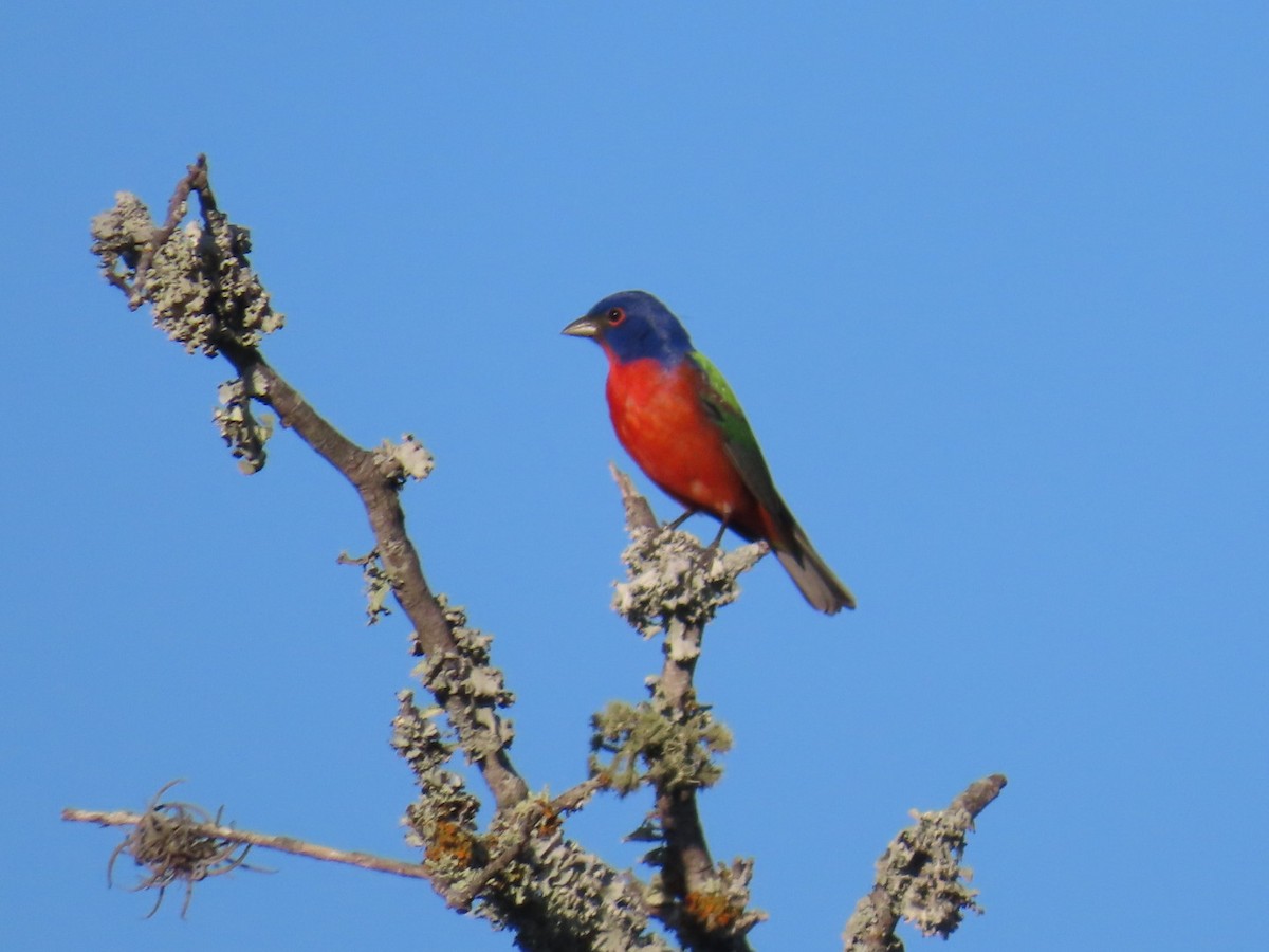 Painted Bunting - ML564387521