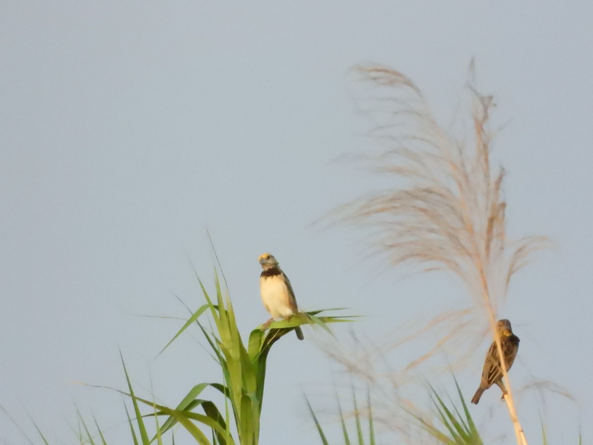 Black-breasted Weaver - ML564387571