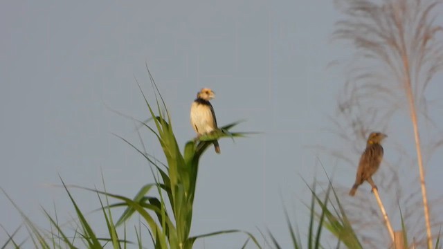 Black-breasted Weaver - ML564387631