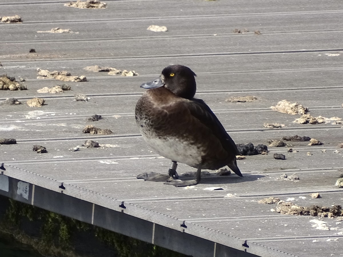 Tufted Duck - ML564387771