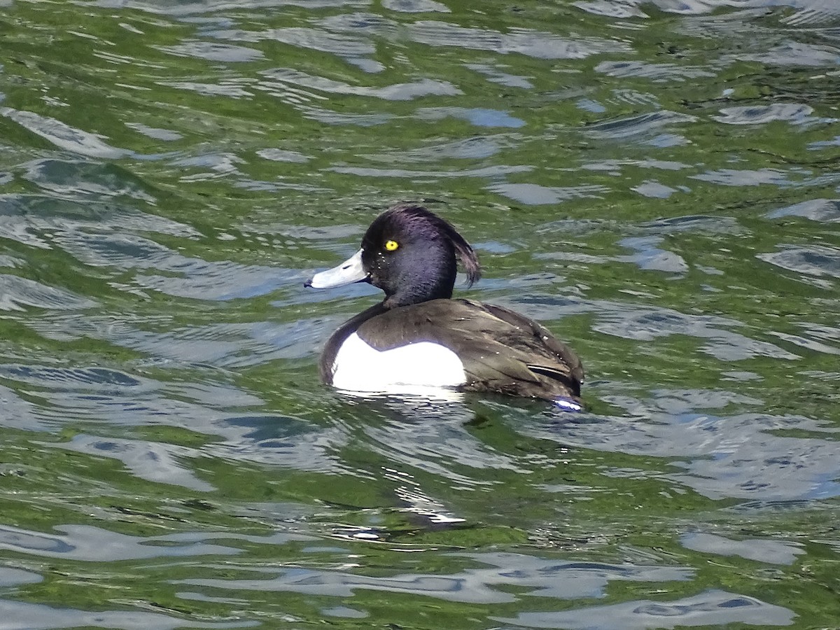 Tufted Duck - ML564387781