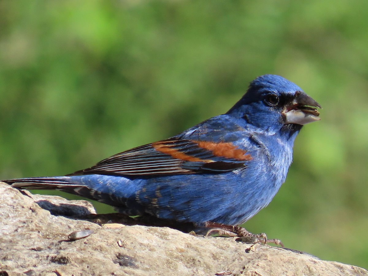 Blue Grosbeak - ML564388131