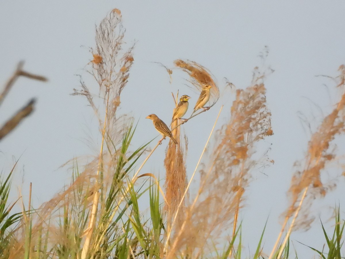 Black-breasted Weaver - ML564388161