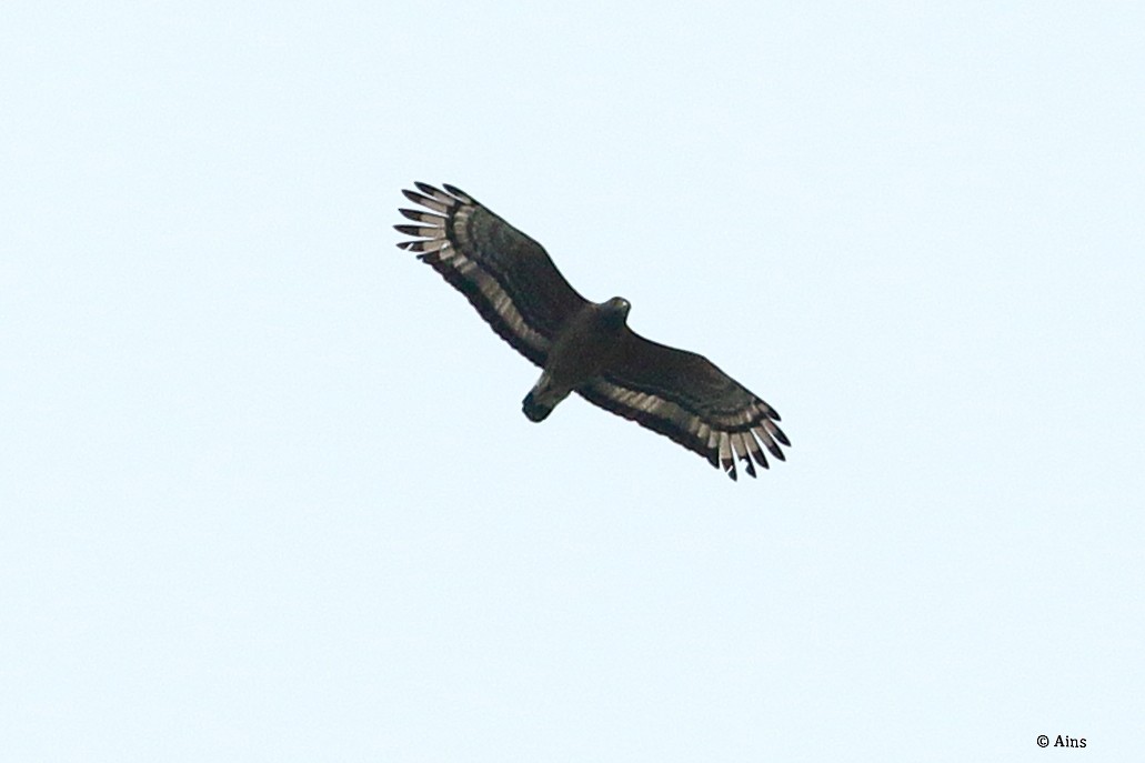 Crested Serpent-Eagle - ML564388711