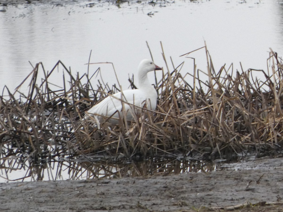 Snow Goose - ML564390411