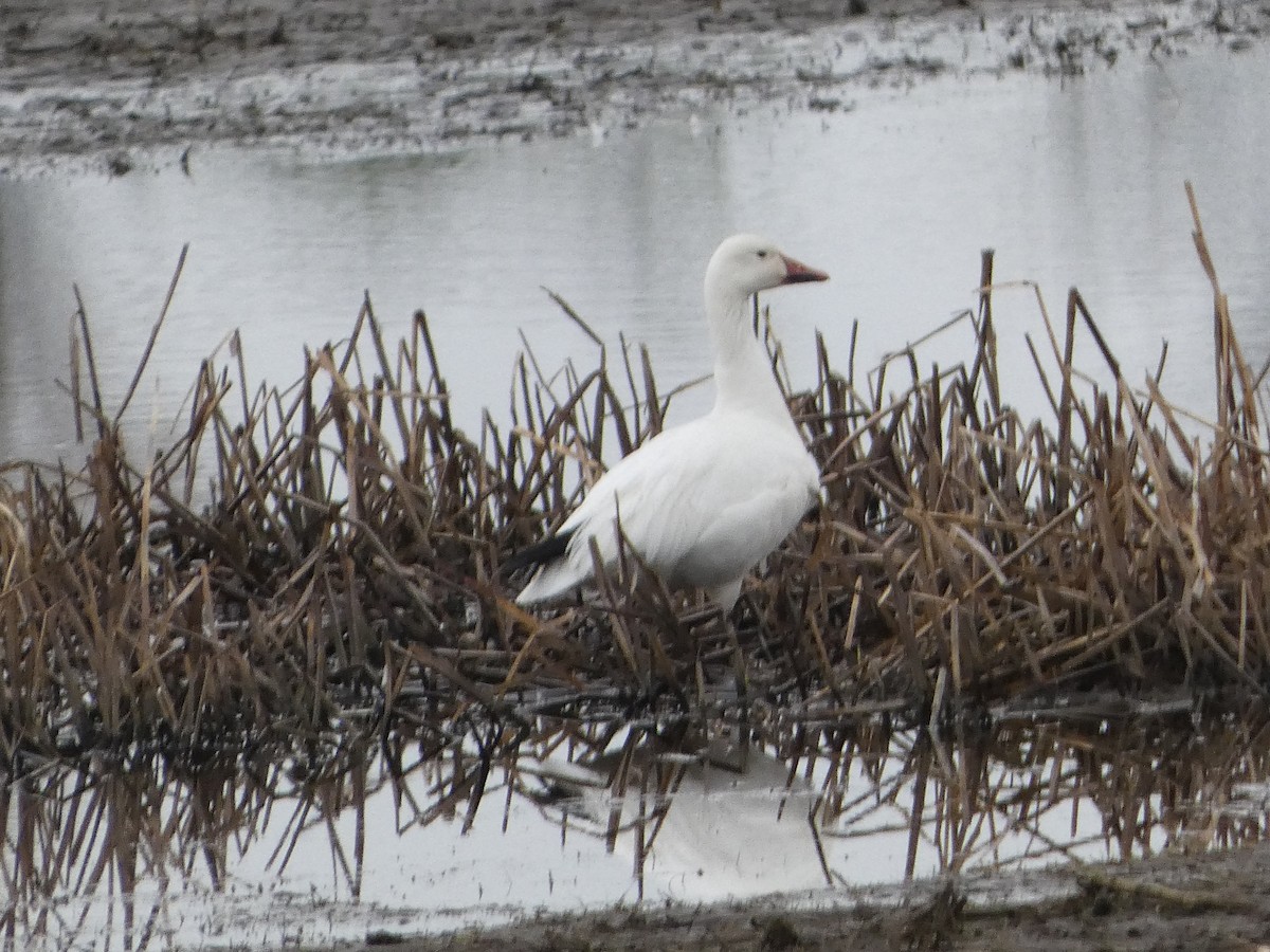 Snow Goose - ML564390421