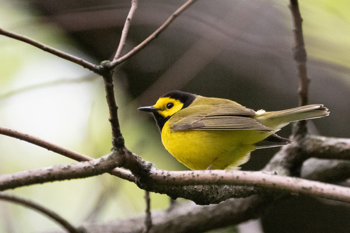 Hooded Warbler - ML564390681