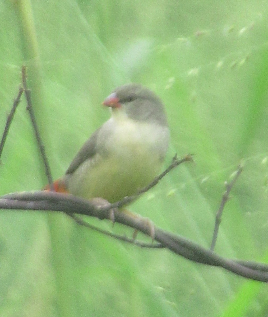 Zebra Waxbill - ML564390891