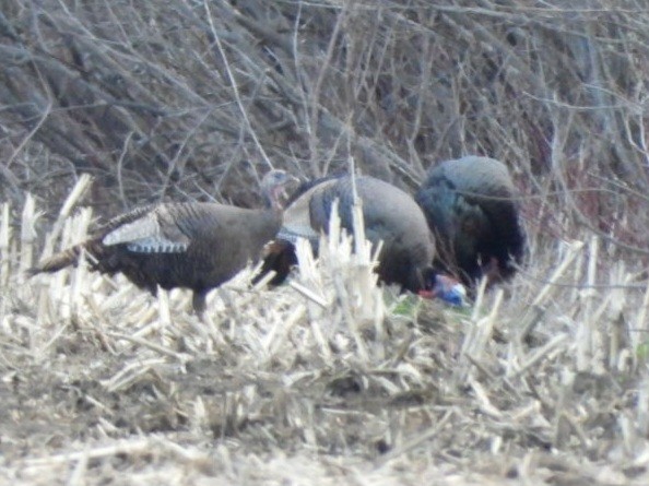 Wild Turkey - Olivier Dansereau