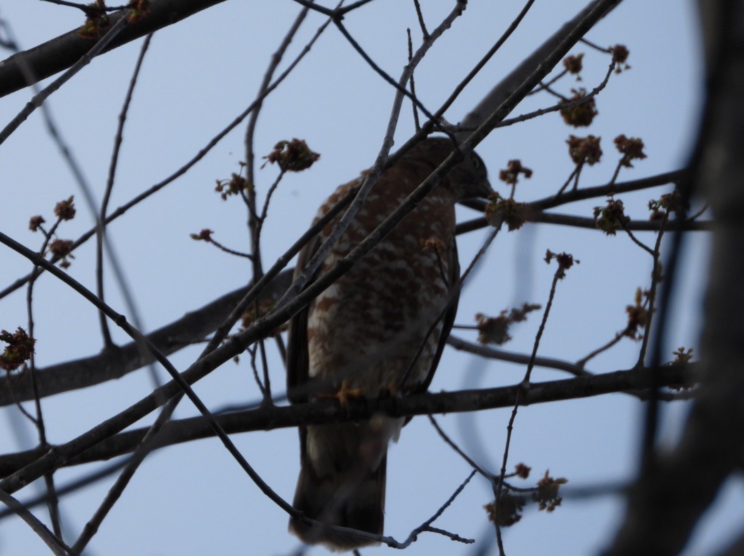 Broad-winged Hawk - ML564391291