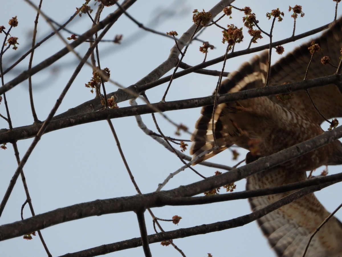 Broad-winged Hawk - ML564391301