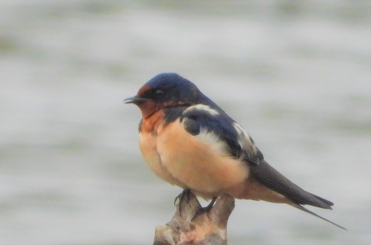 Barn Swallow - Richard Chirichiello