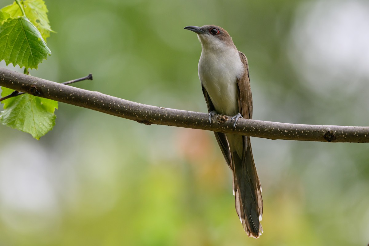 Black-billed Cuckoo - Stephen Davies