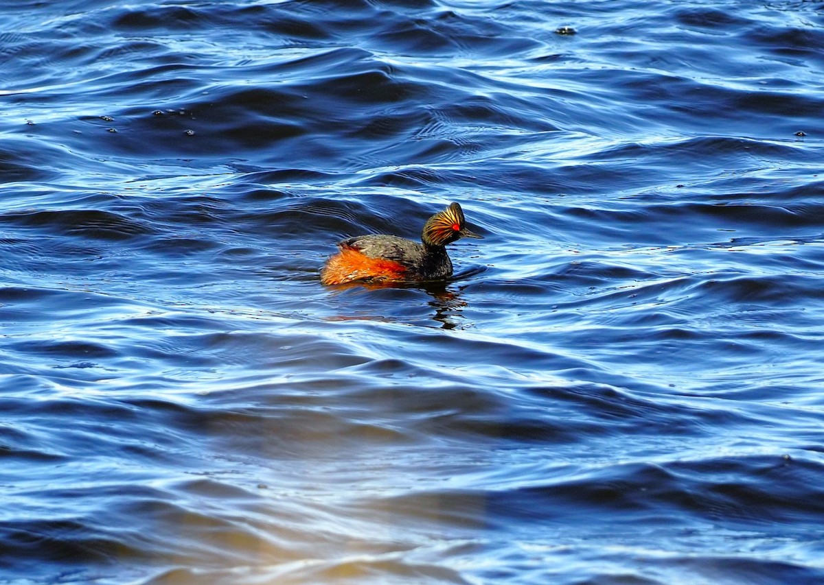 Eared Grebe - ML564393281