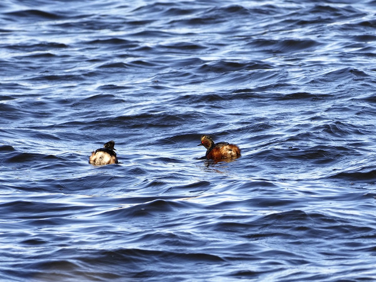 Eared Grebe - John Bruder