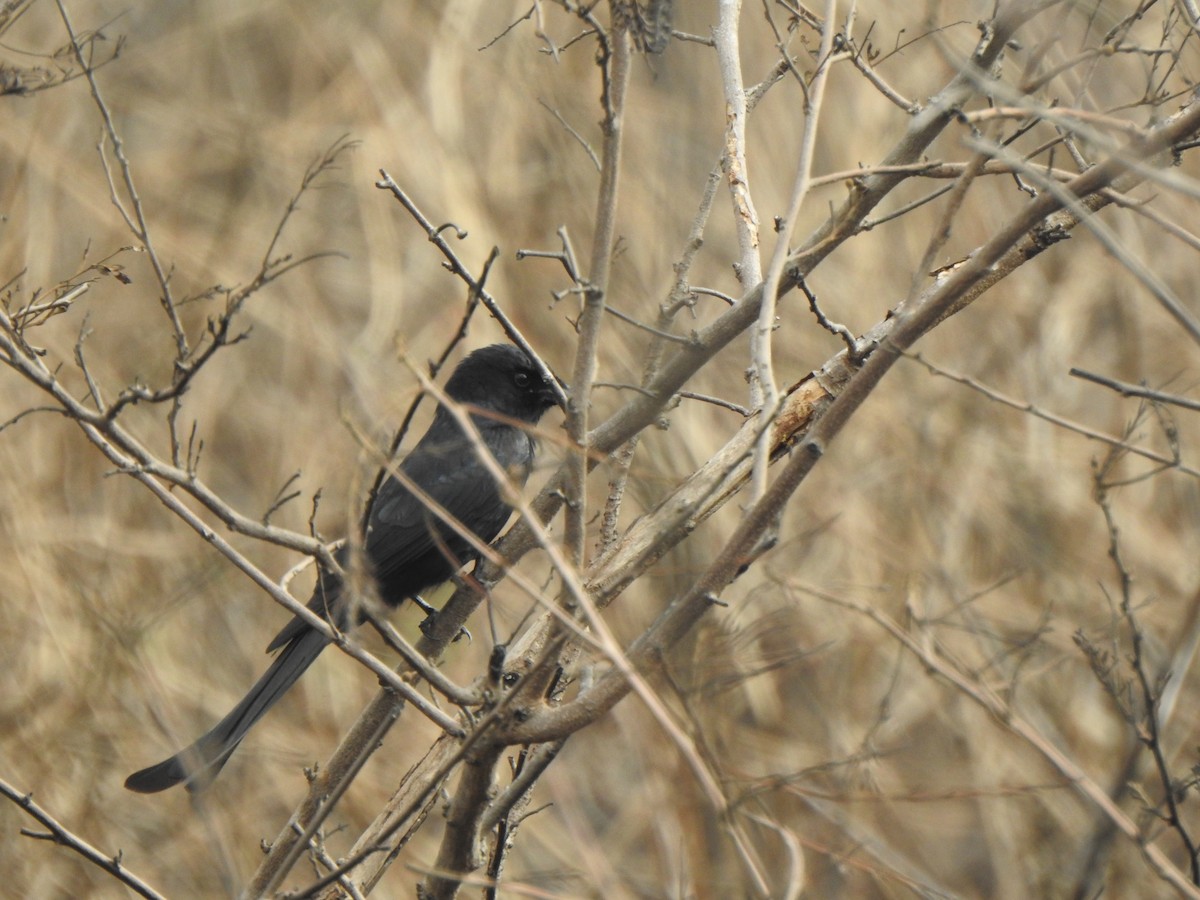 svartdrongo - ML564393431