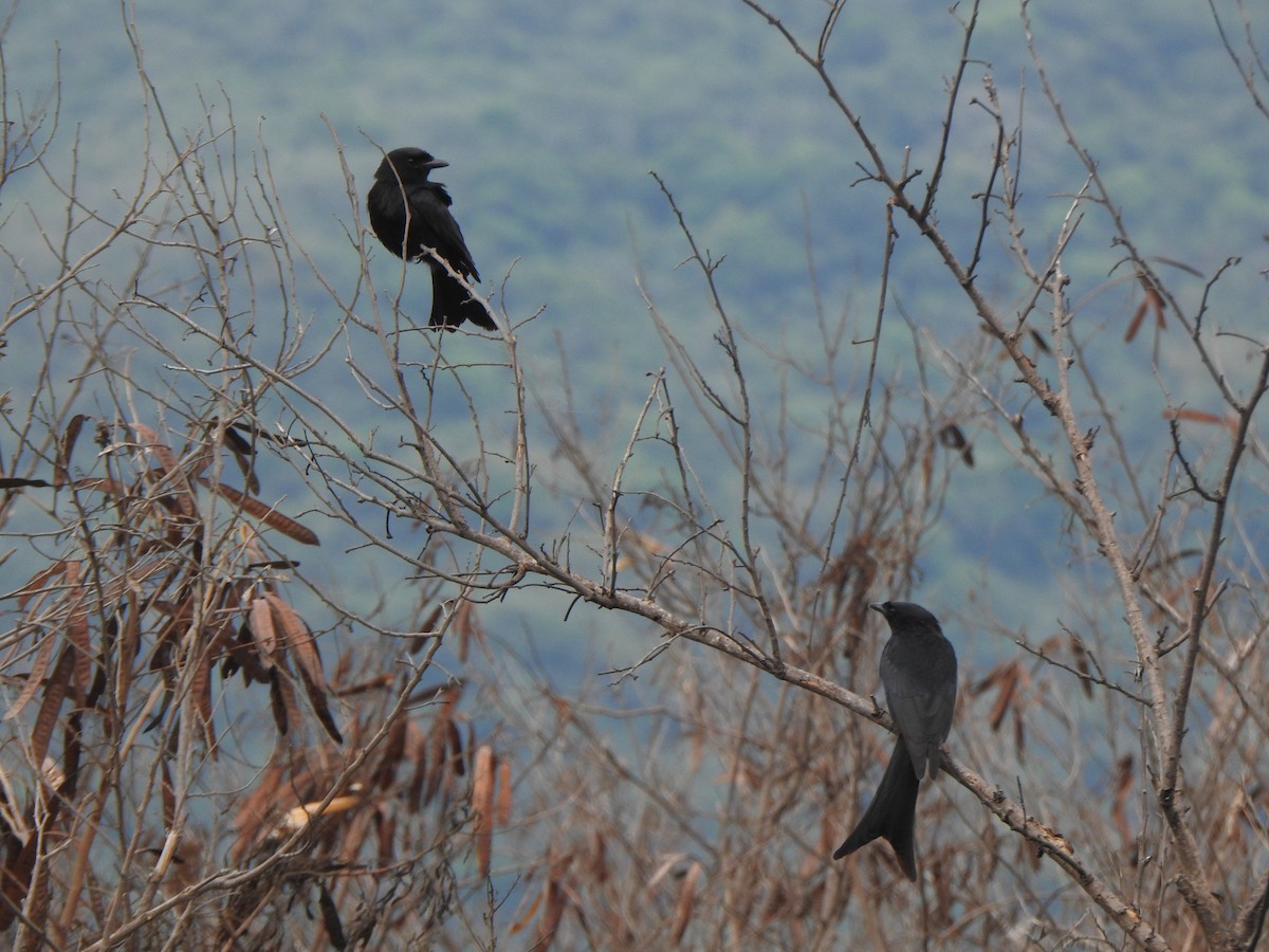 svartdrongo - ML564393441