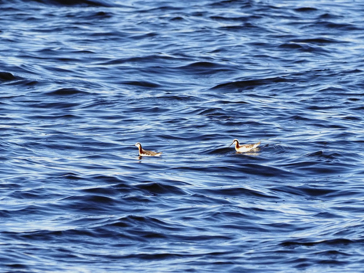 Wilson's Phalarope - ML564393711