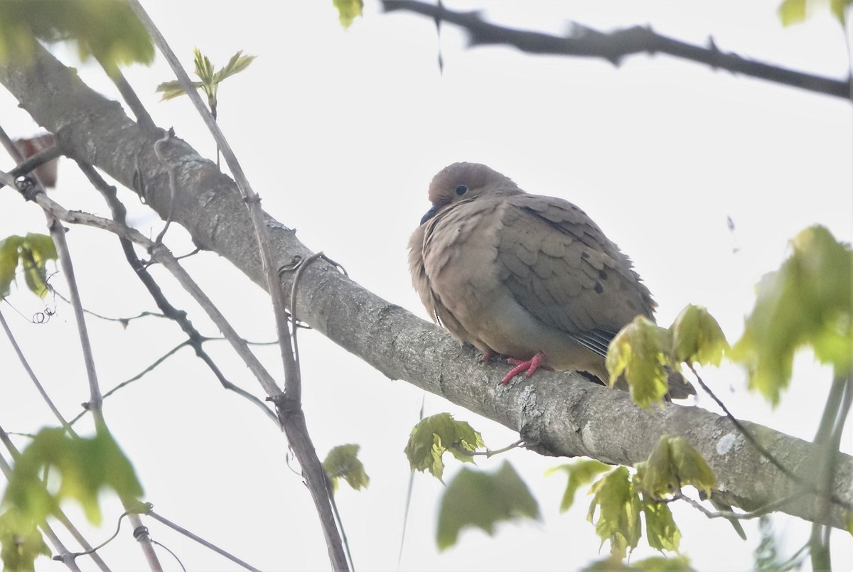 Mourning Dove - ML564394101