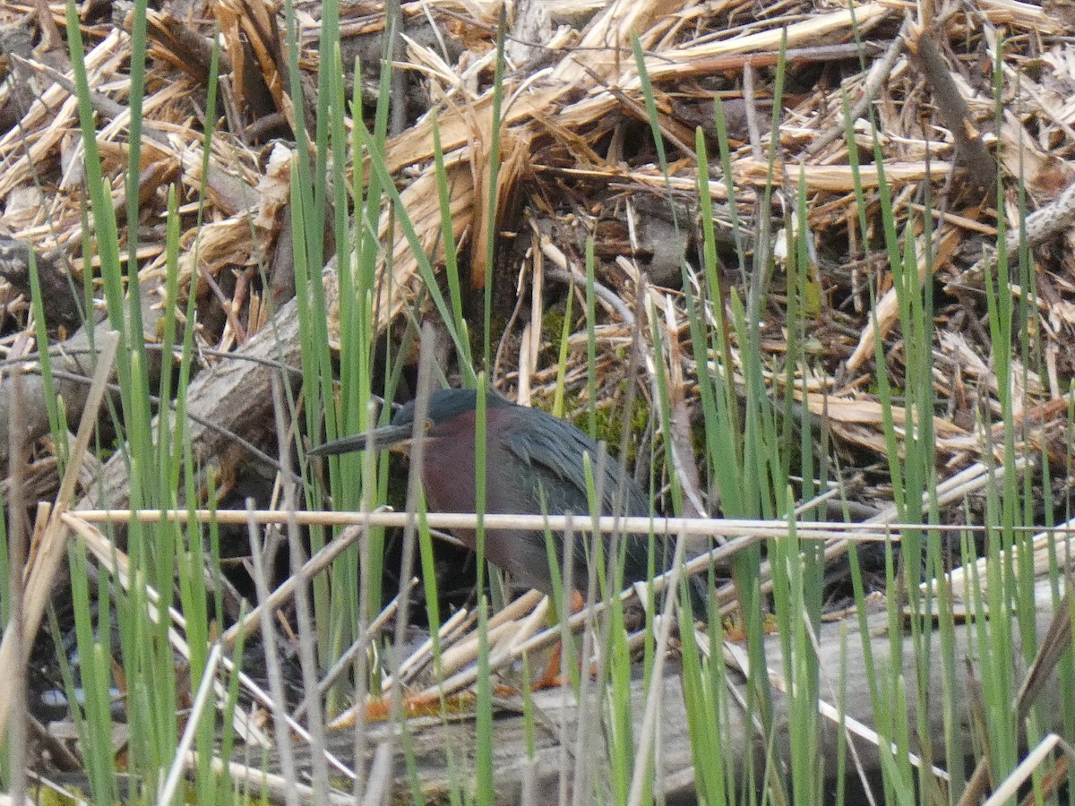 Green Heron - Cory Ross