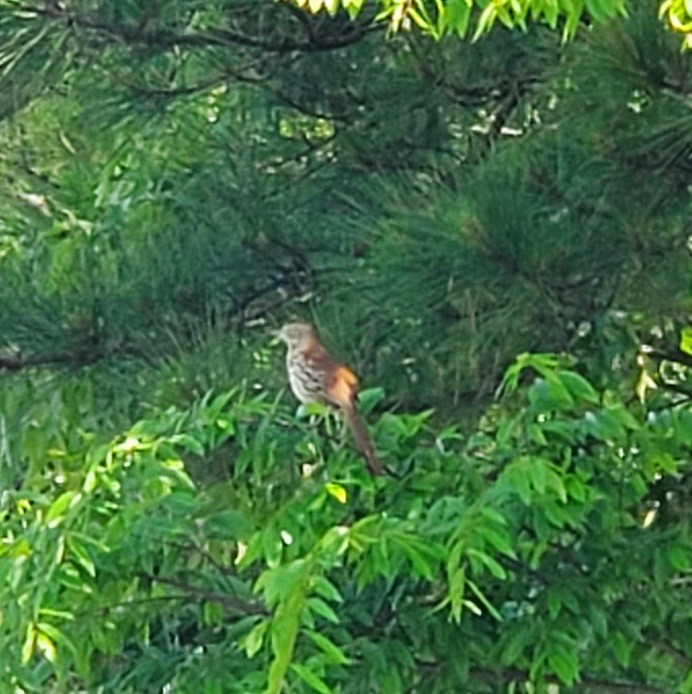 Brown Thrasher - ML564395601