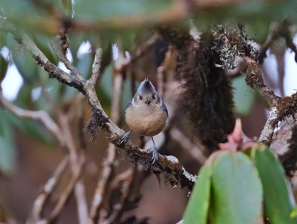 Gray-crested Tit - ML564396341