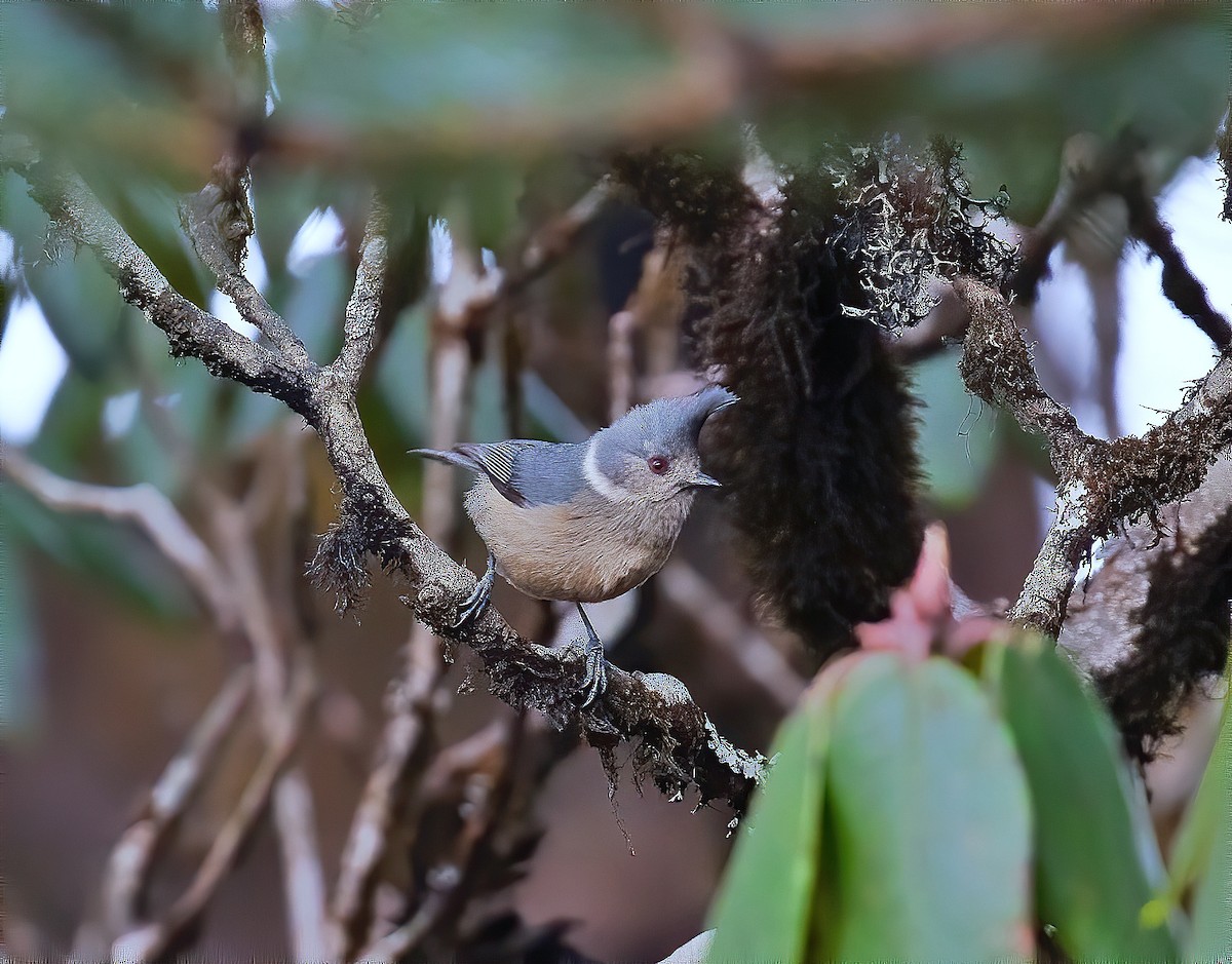 Gray-crested Tit - ML564396351