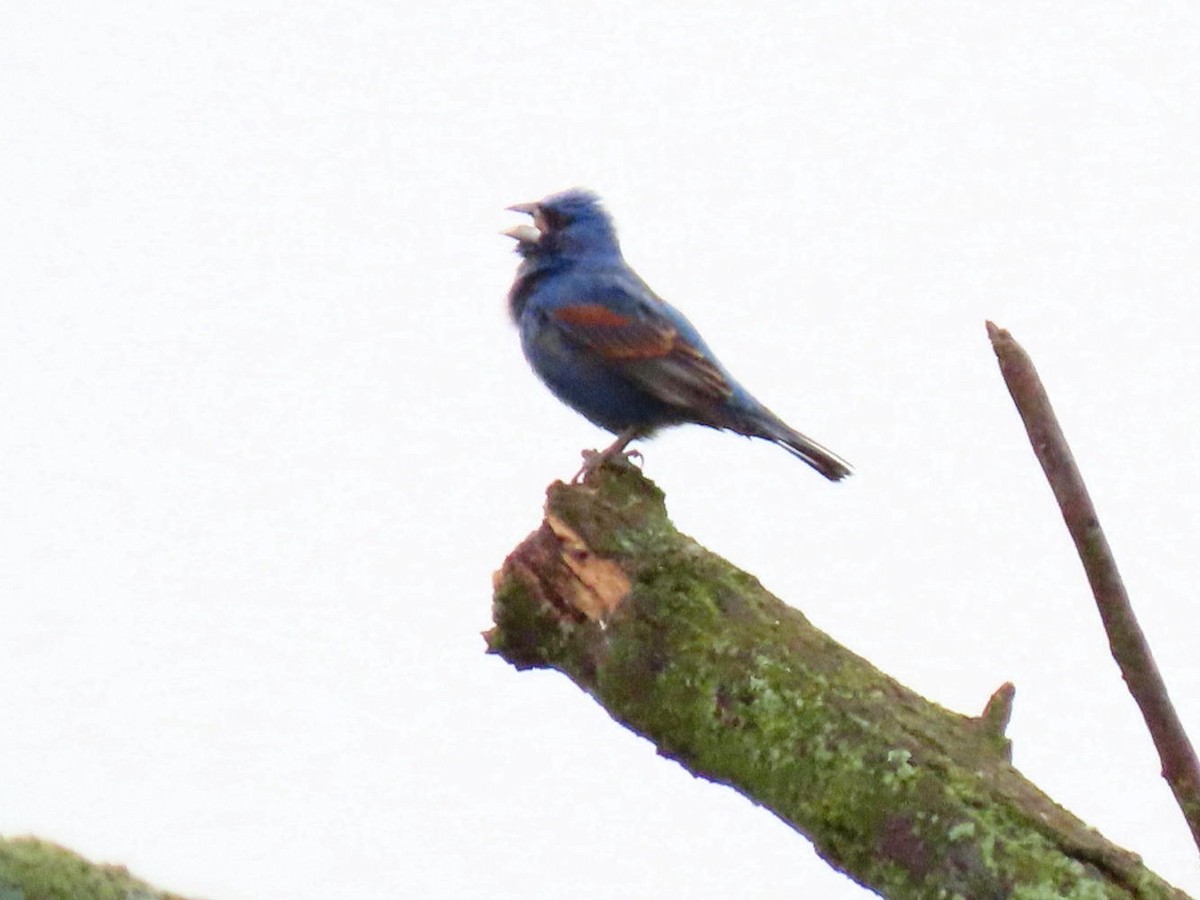 Blue Grosbeak - David Cooney Jr