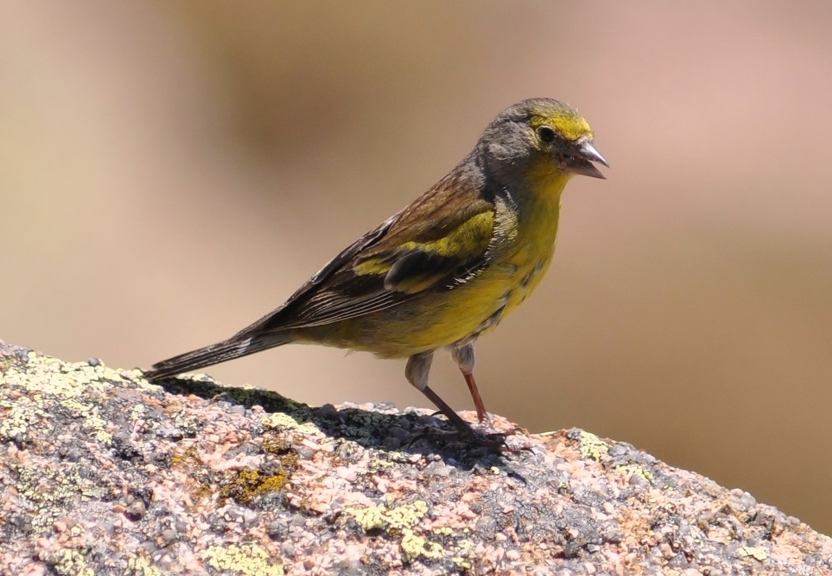 Corsican Finch - ML564397241