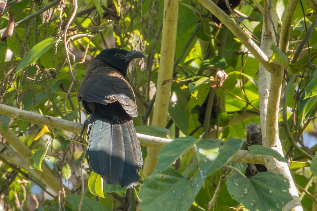 Black-hooded Coucal - ML564397411