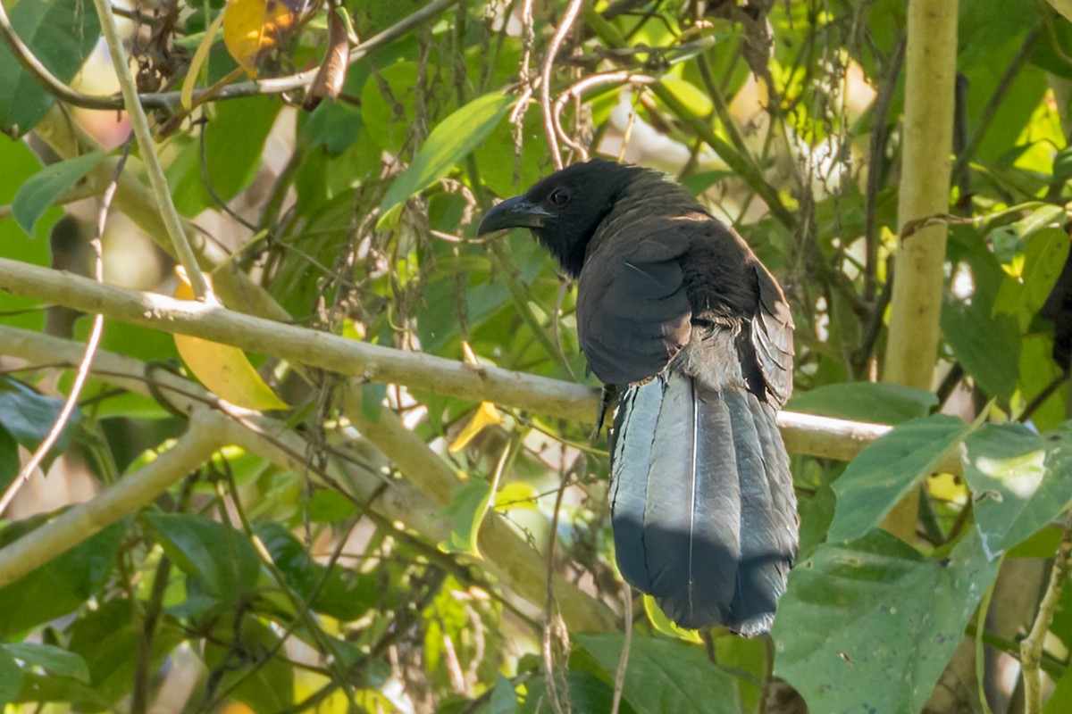 Black-hooded Coucal - ML564397421