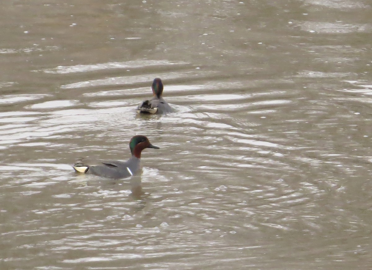 小水鴨(carolinensis) - ML564398721