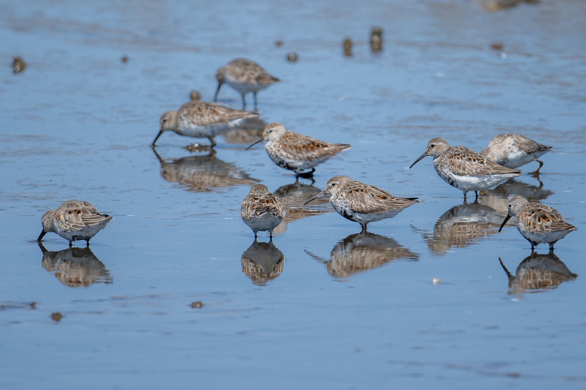 Dunlin - ML564398941